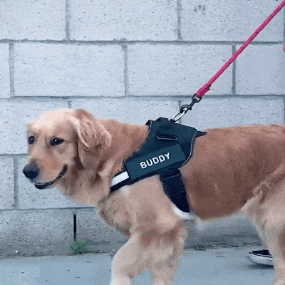Dog Harness Purrfect Pet Supplies | Joyful Pets, Loving Homes